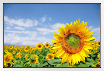 Close Up of Sunflower in Field with Blue Sky in Provence France Photo Photograph White Wood Framed Poster 20x14