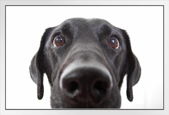 Curious Black Labrador Retriever Dog Close Up Black Lab Face Portrait Cute Nose Closeup Photo Photograph White Wood Framed Art Poster 20x14