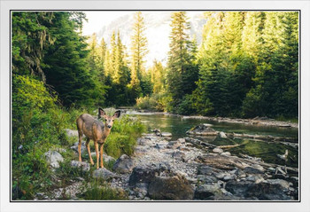 Lone Deer In Montana Forest Along Flowing Stream Nature Photograph White Wood Framed Poster 20x14