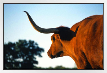 Firecracker Texas Longhorn at Dusk Photograph Bull Pictures Wall Decor Longhorn Picture Longhorn Wall Decor Bull Picture of a Cow Print Decor Bull Horns for Wall White Wood Framed Art Poster 20x14
