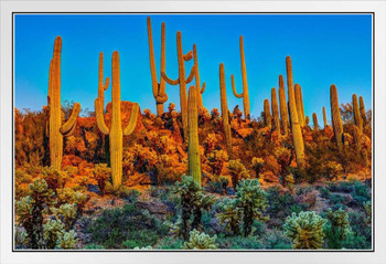 Saguaros at Dusk Saguaro National Park Photo Photograph White Wood Framed Poster 20x14