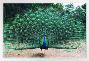 Beautiful Peacock with Feathers Spread Photo Poster Peafowl Bird Feather Train Erect Fanned Out Animal White Wood Framed Art Poster 20x14