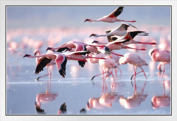 Pink Flamingos Flying Photo Photograph Flamingo Prints Flamingo Wall Decor Beach Theme Bathroom Decor Wildlife Print Pink Flamingo Bird Exotic Beach Poster White Wood Framed Art Poster 20x14