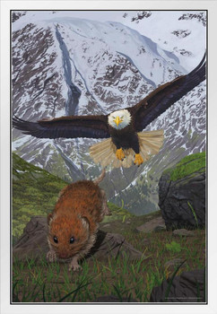 Alaska Soaring Bald Eagle Hunting Rodent by Vincent Hie Nature White Wood Framed Poster 14x20