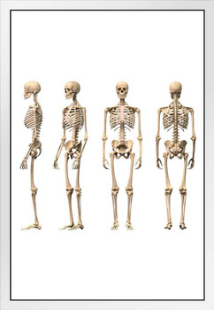 Male Human Skeleton Front Back Side Views Anatomy Medical Chart White Wood Framed Poster 20x14