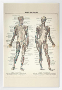 Human Muscles German 1896 Diagram Engraving White Wood Framed Poster 14x20