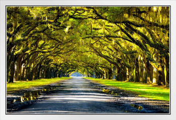 Oak Trees Forming a Canopy Above Southern Road Photo Photograph White Wood Framed Poster 20x14