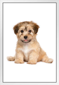 Havanese Puppy Dog Cute Sitting Puppy Posters For Wall Funny Dog Wall Art Dog Wall Decor Puppy Posters For Kids Bedroom Animal Wall Poster Cute Animal Posters White Wood Framed Art Poster 14x20