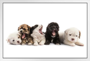 Five Cute Puppies Lying on Ground Puppy Posters For Wall Funny Dog Wall Art Dog Wall Decor Puppy Posters For Kids Bedroom Animal Wall Poster Cute Animal Posters White Wood Framed Art Poster 20x14