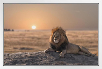 A Male Lion Sitting On Rock Watching His Land Photo Photograph White Wood Framed Poster 20x14