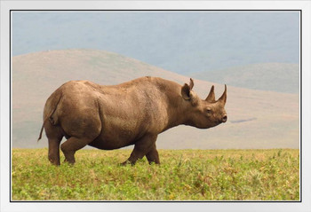 Black Rhinoceros Rhino on Savannas of Ngorongoro Conservation Area Photo Photograph White Wood Framed Poster 20x14