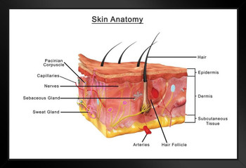 Human Skin Anatomy Cross Section Diagram Chart Art Print Stand or Hang Wood Frame Display Poster Print 13x9