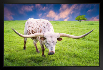 Texas Longhorn Cow Grazing at Dawn Photograph Bull Pictures Wall Decor Longhorn Picture Longhorn Wall Decor Bull Picture of a Cow Print Decor Bull Horns for Wall Stand or Hang Wood Frame Display 9x13