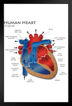 Human Heart Diagram Anatomy Diagram Educational Chart Art Print Stand or Hang Wood Frame Display Poster Print 9x13