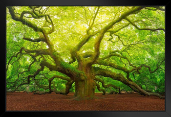 Angel Oak Tree Canopy Charleston South Carolina Photo Photograph Art Print Stand or Hang Wood Frame Display Poster Print 13x9