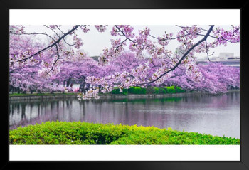 Cherry Blossoms In Bloom Flowering Trees Photo Photograph Art Print Stand or Hang Wood Frame Display Poster Print 13x9