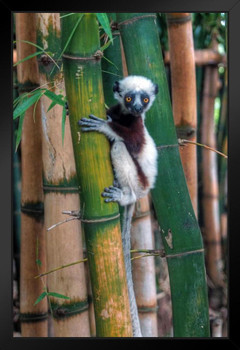 Madagascar Sifaka Baby Lemur in Bamboo Tree Primate Poster Monkey Decor Monkey Paintings For Wall Monkey Pictures For Bathroom Monkey Decor Tropical Art Print Stand or Hang Wood Frame Display 9x13