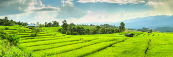 Rice Terraces Fields Landscape Panoramic Photo Cool Wall Decor Art Print Poster 12x36