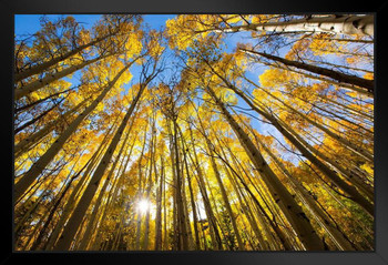 Trees Changing Colors in the Fall Aspen Colorado Photo Photograph Art Print Stand or Hang Wood Frame Display Poster Print 13x9