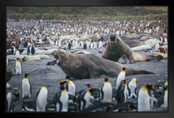 Fight Time Elephant Seals Surrounded by Penguins Photo Photograph Art Print Stand or Hang Wood Frame Display Poster Print 13x9