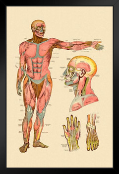 Diagram Of Front Muscles Of Human Body Vintage Anatomy Chart Art Print Stand or Hang Wood Frame Display Poster Print 9x13