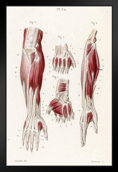 Muscles Forearm Human Anatomy 1886 Engraving Art Print Stand or Hang Wood Frame Display Poster Print 9x13