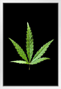 Marijuana Cannabis Weed 420 Leaf Photo Photograph White Wood Framed Poster 14x20