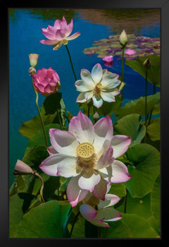 Lotus Pool by Chris Lord Photo Photograph Art Print Stand or Hang Wood Frame Display Poster Print 9x13