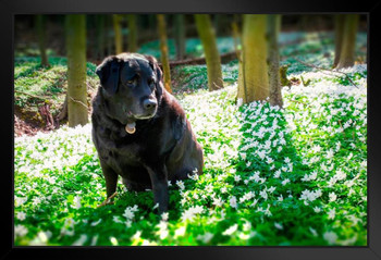 Doggie Time Labrador Retriever in Wild Flowers Photo Photograph Art Print Stand or Hang Wood Frame Display Poster Print 13x9