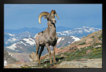 Big Horn Ram in Colorado Rocky Mountains Photo Photograph Art Print Stand or Hang Wood Frame Display Poster Print 13x9