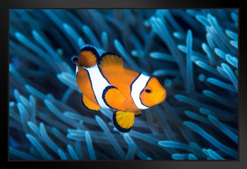 Ocellaris Clownfish Among Tentacles Sea Anemone Photo Photograph Art Print Stand or Hang Wood Frame Display Poster Print 13x9