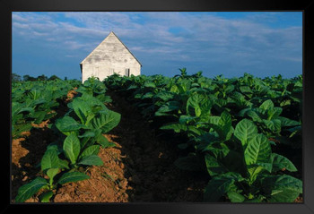 Tobacco Plants on the Farm Photo Photograph Art Print Stand or Hang Wood Frame Display Poster Print 13x9