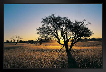 Camelthorn Tree in Kalahari Landscape at Sunset Photo Photograph Art Print Stand or Hang Wood Frame Display Poster Print 13x9