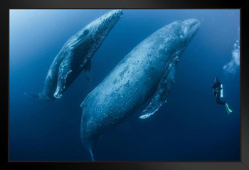 Scuba Diver with Adult Female Humpback Whale Photo Photograph Art Print Stand or Hang Wood Frame Display Poster Print 13x9