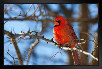 Vivid Red Cardinal Sitting on a Tree Branch Photo Bird Pictures Wall Decor Beautiful Art Wall Decor Feather Prints Wall Art Nature Wildlife Animal Bird Prints Stand or Hang Wood Frame Display 9x13