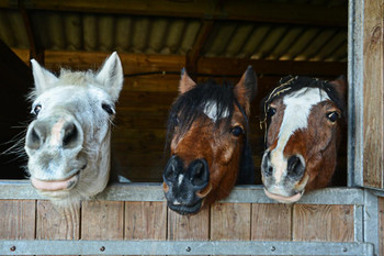 Happy Horse Faces In Stable Animal Portraits on Farm Photo Poster Horse Pictures Wall Decor Horse Poster Print Horse Breed Posters For Girls Horse Picture Cool Wall Decor Art Print Poster 36x24