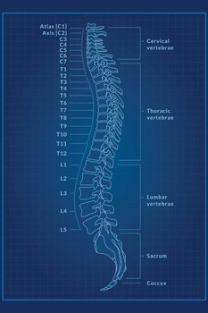 Laminated Human Anatomy Spine Vertebrae Cervical Thoracic Lumbar Sacrum Coccyx Numbered Named Medical Science  Blueprint X Ray Blue Patent Style Educational Chart Poster Dry Erase Wall Art 24x36