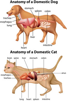 Laminated Anatomy Of Domestic Dog And Cat Educational Chart Animal Biology Science Classroom Class Scientific Medical Organs Diagram Terminology Poster Dry Erase Sign 24x36
