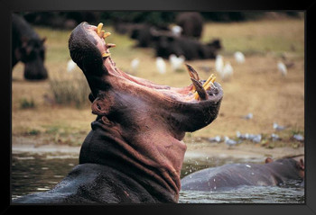 Hippopotamus with Mouth Open Queen Elizabeth Park Photo Photograph Art Print Stand or Hang Wood Frame Display Poster Print 13x9