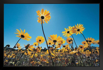 Wild Flowers Southern Namib Desert South Africa Photo Photograph Art Print Stand or Hang Wood Frame Display Poster Print 13x9