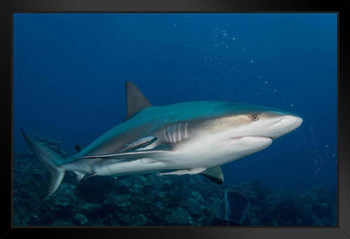 Gray Reef Shark Underwater Photograph Shark Posters For Walls Shark Pictures Cool Sharks Of The World Poster Shark Wall Decor Ocean Poster Wildlife Art Print Stand or Hang Wood Frame Display 9x13