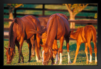 Horse Family Thoroughbred Mares Foals Horses Grazing in Pasture Grass Animal Farm Ranch Photo Photograph Stand or Hang Wood Frame Display 9x13