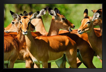 Herd of Impalas Serengeti National Park Tanzania Photo Photograph Art Print Stand or Hang Wood Frame Display Poster Print 13x9