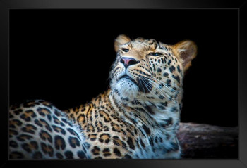 Close Up of Angry Leopard Photo Leopard Pictures Wall Decor Jungle Animal  Pictures for Wall Posters of Wild Animals Jungle Leopard Print Decor Animal  Wall Decor Cool Wall Decor Art Print Poster