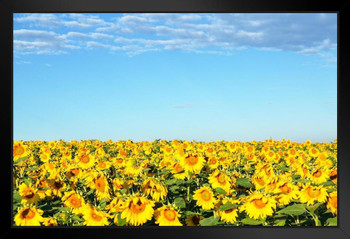 Sunflower Field Blue Sky Provence France Photo Photograph Art Print Stand or Hang Wood Frame Display Poster Print 13x9