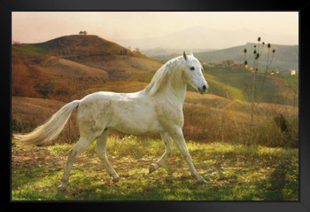 White Horse Running Trotting in a Field Wild Horses Decor Galloping Horses Wall Art Horse Poster Print Poster Horse Pictures Running Horse Breed Poster Stand or Hang Wood Frame Display 9x13