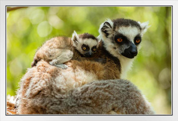 Ring Tailed Lemur and Baby Isalo National Park Photo Photograph White Wood Framed Poster 20x14