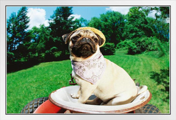 Funny Pug Wearing Straw Hat Bandana on Lawn Mower Photo Photograph White Wood Framed Poster 20x14