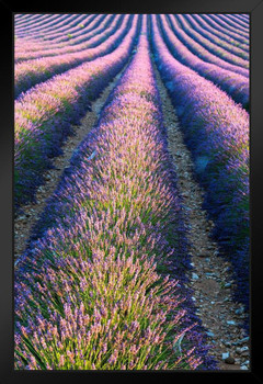 Lavender Field in Full Bloom Provence France Photo Photograph Art Print Stand or Hang Wood Frame Display Poster Print 9x13