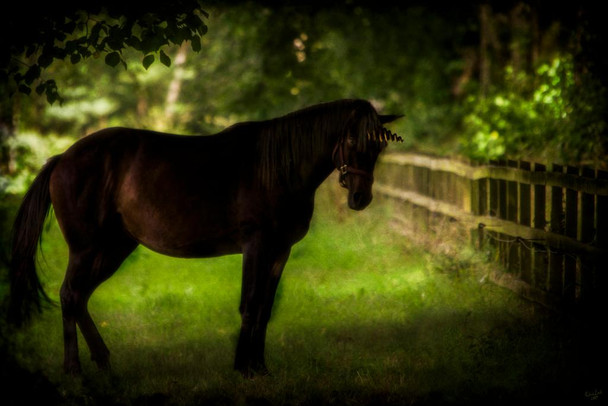 The Dark Unicorn by Chris Lord Photo Photograph Thick Paper Sign Print Picture 8x12